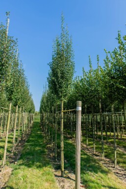 Crataegus monogyna 'Stricta'