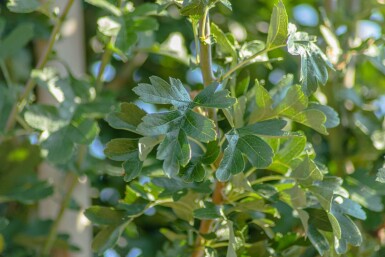 Crataegus monogyna 'Stricta'