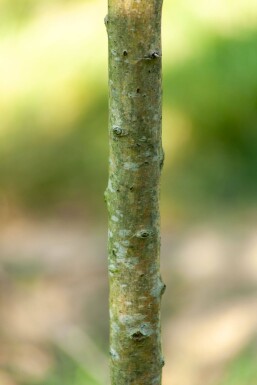 Crataegus 'Stricta' HO 10/12 P/K Crataegus monogyna 'Stricta' Hochstamm 10/12