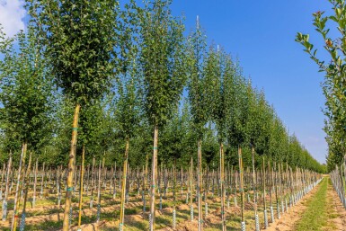 Crataegus monogyna 'Stricta' hochstamm 10/12