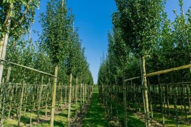 Crataegus monogyna 'Stricta' hochstamm 10/12