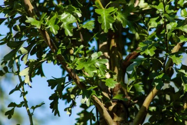 Crataegus monogyna 'Stricta' hochstamm 10/12