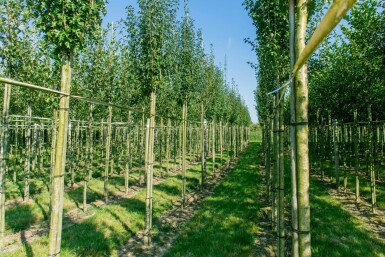 Crataegus monogyna 'Stricta' hochstamm 10/12