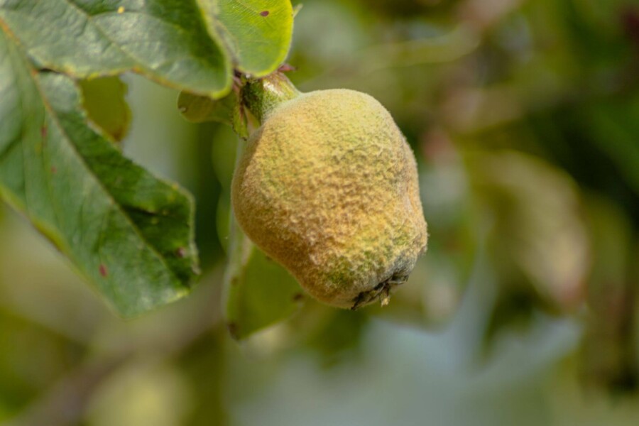 Cydonia oblonga 'Vranja' Cydonia oblonga 'Vranja'