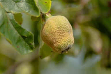 Cydonia oblonga 'Vranja'