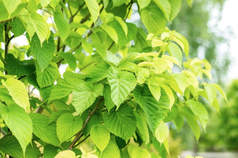 Davidia involucrata Davidia involucrata