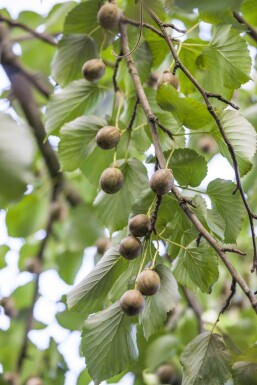 Davidia involucrata hoogstam 6/8