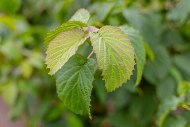 Davidia involucrata hoogstam 6/8