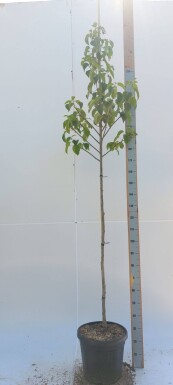 Davidia involucrata hoogstam 6/8