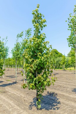 Davidia involucrata hoogstam 6/8