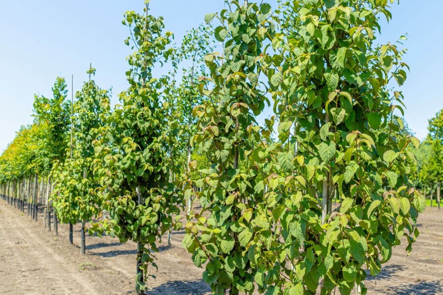 Davidia involucrata HO 6/8 P/K Davidia involucrata Hochstamm 6/8