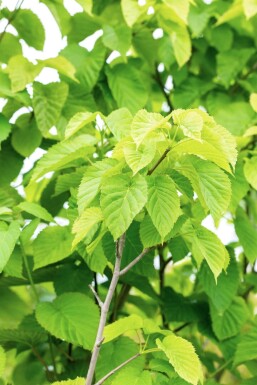 Davidia involucrata hoogstam 6/8