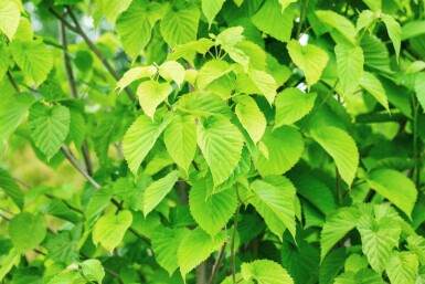 Davidia involucrata hoogstam 6/8