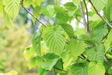 Davidia involucrata hoogstam 6/8