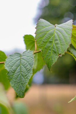 Davidia involucrata hoogstam 6/8