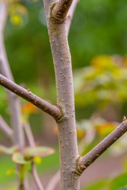 Davidia involucrata hoogstam 6/8