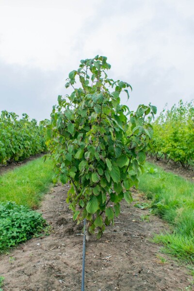 Davidia involucrata mehrstämmig