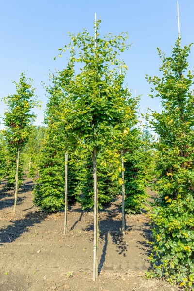 Fagus sylvatica