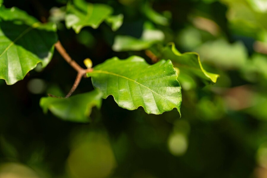 Fagus sylvatica HO 6/8 P/K Fagus sylvatica Hochstamm 6/8