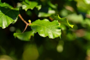 Fagus sylvatica HO 6/8 P/K Fagus sylvatica Hochstamm 6/8