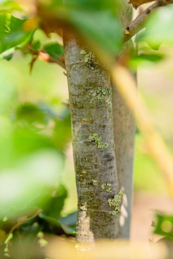 Fagus sylvatica HO 6/8 P/K Fagus sylvatica Hochstamm 6/8