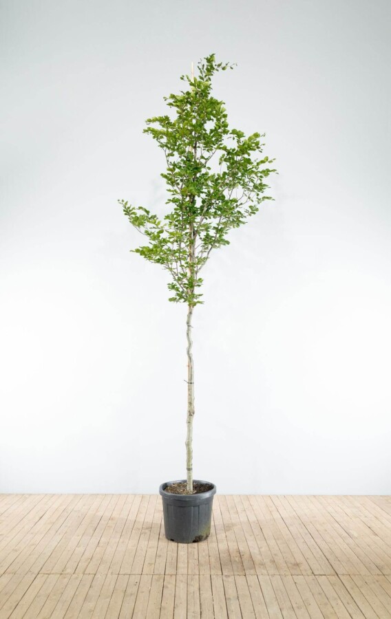 Fagus sylvatica HO 6/8 P/K Fagus sylvatica Hochstamm 6/8