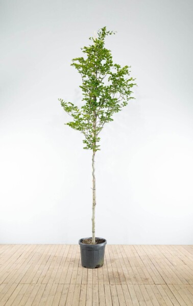 Fagus sylvatica hoogstam Fagus sylvatica hoogstam