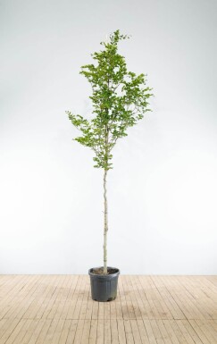 Fagus sylvatica HO 6/8 P/K Fagus sylvatica Hochstamm 6/8