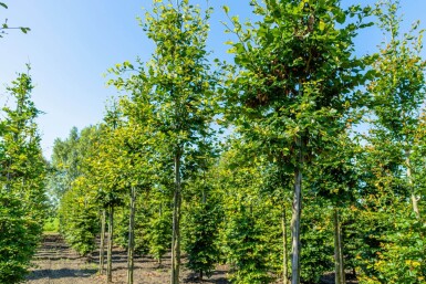 Fagus sylvatica HO 6/8 P/K Fagus sylvatica Hochstamm 6/8