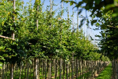 Fagus sylvatica hochstamm 6/8