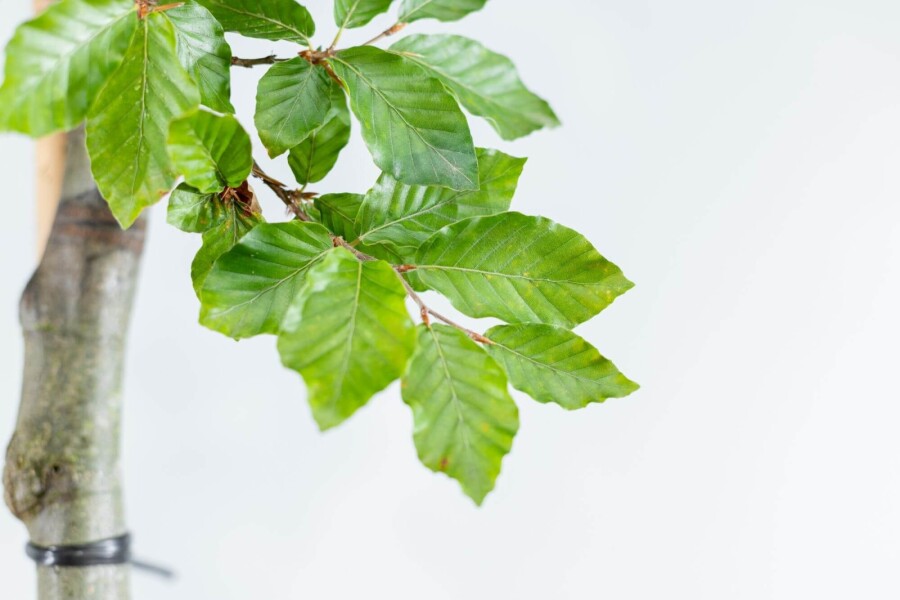 Fagus sylvatica HO 6/8 P/K Fagus sylvatica Hochstamm 6/8