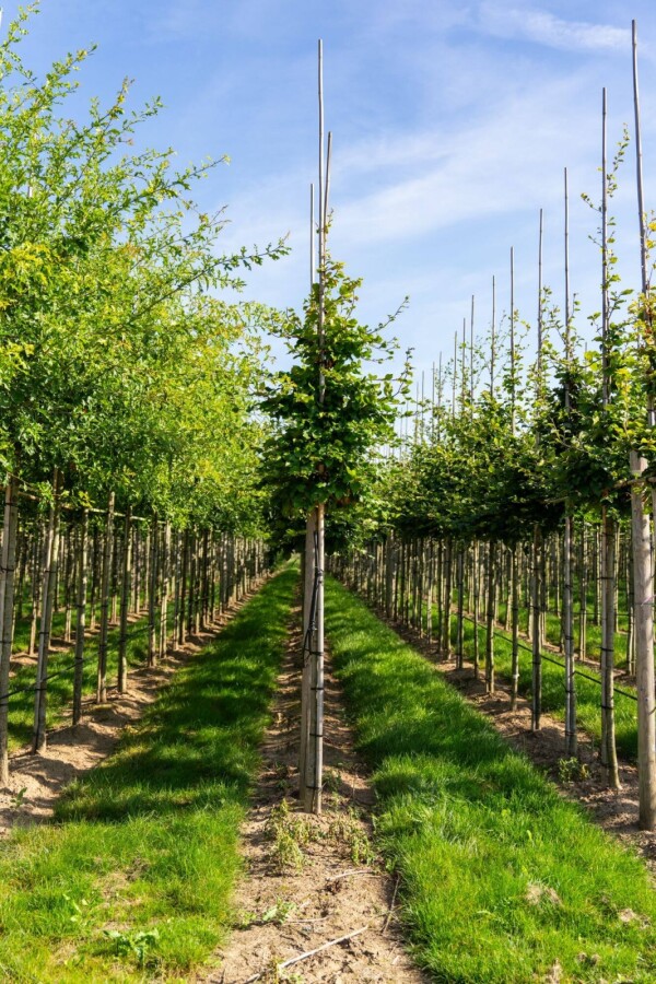 Fagus sylvatica HO 6/8 P/K Fagus sylvatica Hochstamm 6/8