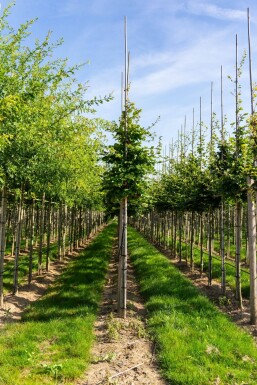 Fagus sylvatica HO 6/8 P/K Fagus sylvatica Hochstamm 6/8