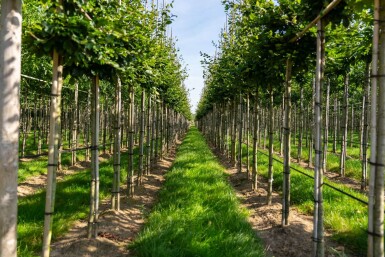 Fagus sylvatica HO 6/8 P/K Fagus sylvatica Hochstamm 6/8