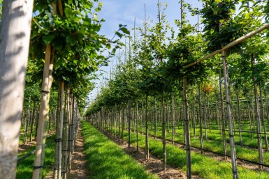 Fagus sylvatica hochstamm 6/8