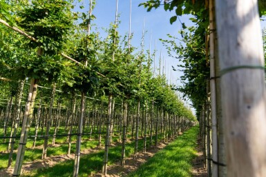 Fagus sylvatica HO 6/8 P/K Fagus sylvatica Hochstamm 6/8