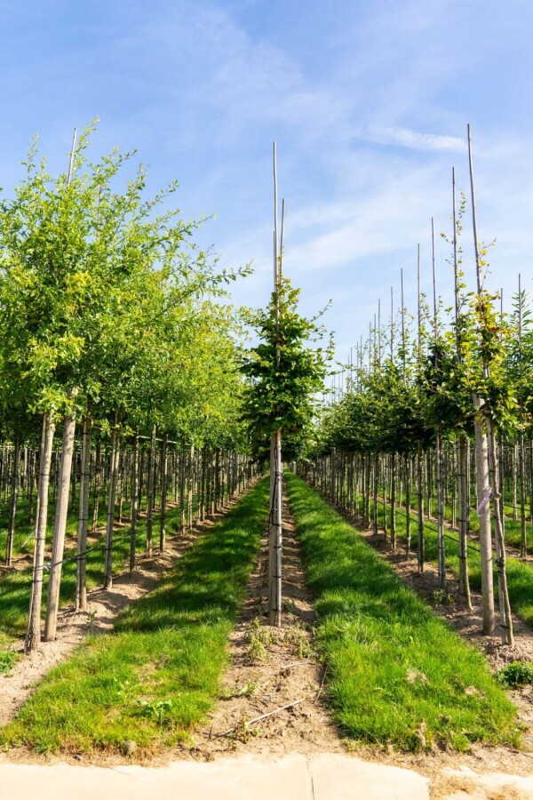 Fagus sylvatica HO 6/8 P/K Fagus sylvatica Hochstamm 6/8