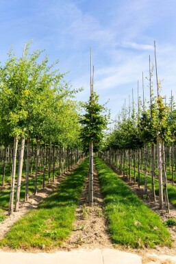 Fagus sylvatica HO 6/8 P/K Fagus sylvatica Hochstamm 6/8
