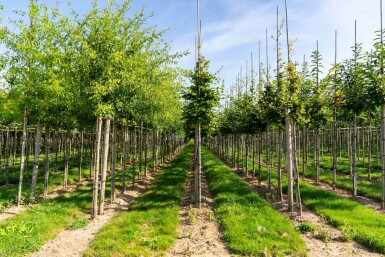 Fagus sylvatica HO 6/8 P/K Fagus sylvatica Hochstamm 6/8