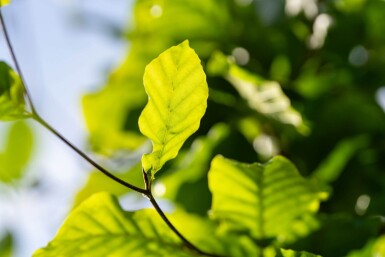 Fagus sylvatica HO 6/8 P/K Fagus sylvatica Hochstamm 6/8
