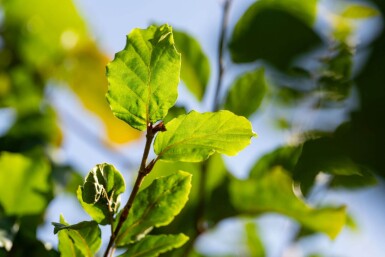 Fagus sylvatica HO 6/8 P/K Fagus sylvatica Hochstamm 6/8