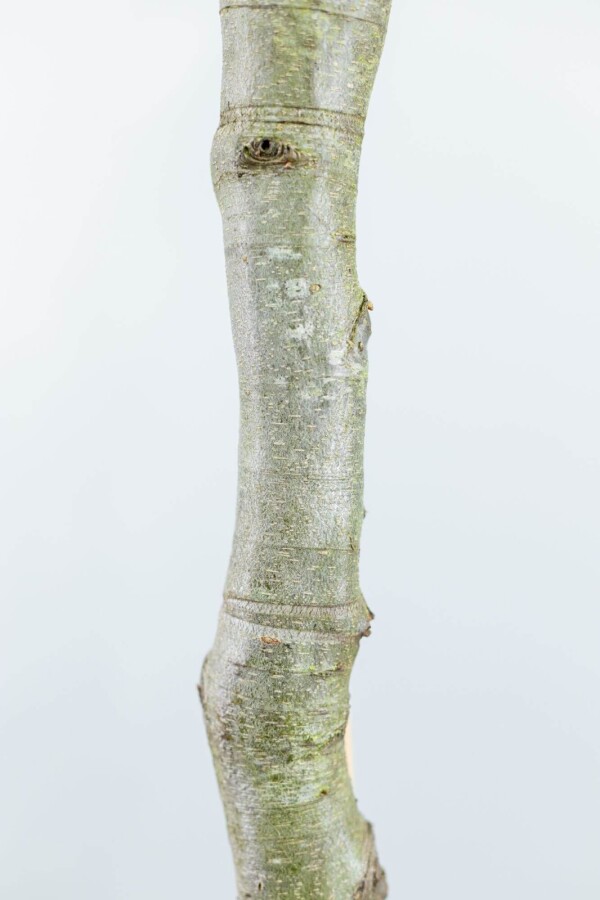 Fagus sylvatica BE 10/12 P/K Fagus sylvatica Stammbusch 10/12