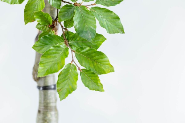 Fagus sylvatica mehrstämmig