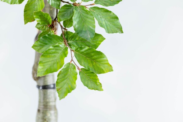 Fagus sylvatica Mehrstämmig Fagus sylvatica Mehrstämmig