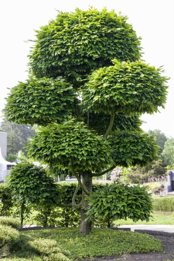 Fagus sylvatica ME 200-250 P/K Fagus sylvatica Mehrstämmig 200-250