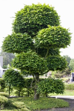 Fagus sylvatica ME 200-250 P/K Fagus sylvatica Mehrstämmig 200-250