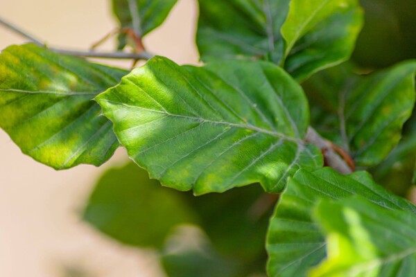 Fagus sylvatica leiboom Fagus sylvatica leiboom
