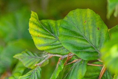 Fagus sylvatica spalierbaum 16/18 150cm Stamm 150b x 120h