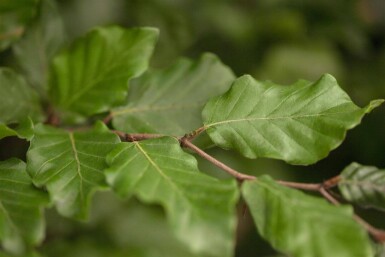 Fagus sylvatica spalierbaum 16/18 150cm Stamm 150b x 120h