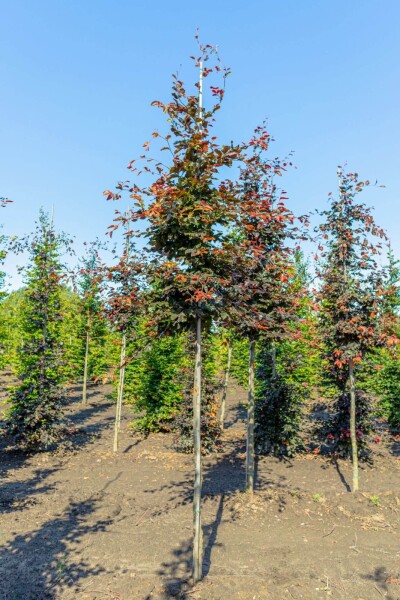 Fagus sylvatica 'Atropunicea' hochstamm